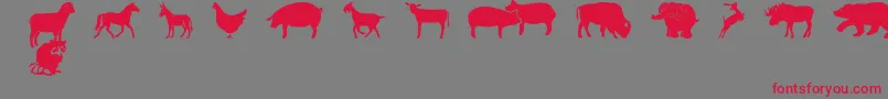 FarmwildanimalsCsp Font – Red Fonts on Gray Background