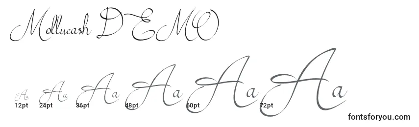 Mollucash DEMO Font Sizes