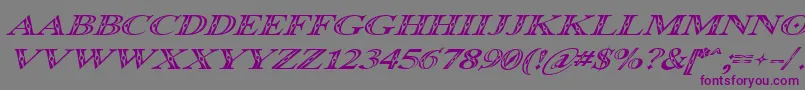 Occoluchi Italic-fontti – violetit fontit harmaalla taustalla