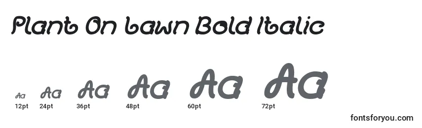 Размеры шрифта Plant On Lawn Bold Italic