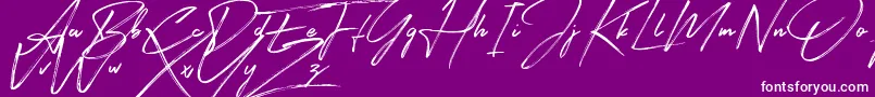 Signatour Font – White Fonts on Purple Background