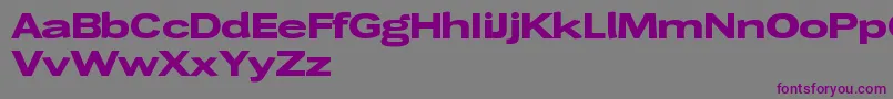 Czcionka Wendelinbreitfett – fioletowe czcionki na szarym tle