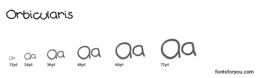 Orbicularis Font Sizes