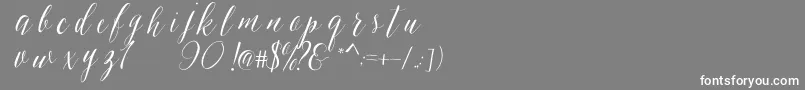 SheilovaScript Font – White Fonts on Gray Background
