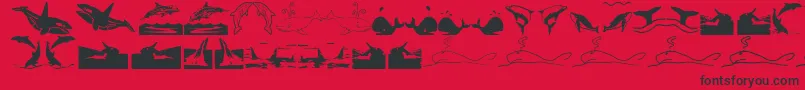 Orcas-Schriftart – Schwarze Schriften auf rotem Hintergrund