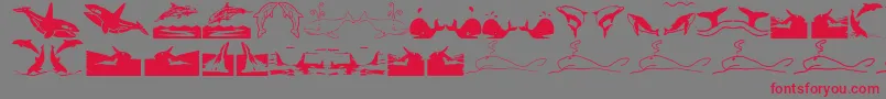 Orcas Font – Red Fonts on Gray Background