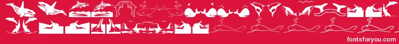 Orcas Font – White Fonts on Red Background