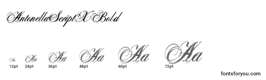 AntonellaScriptXBold Font Sizes
