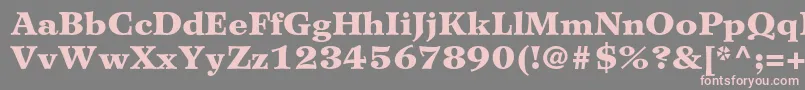 WilkeltstdBlack Font – Pink Fonts on Gray Background