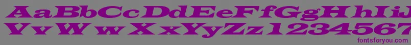 TransverseexpandedsskItalic-Schriftart – Violette Schriften auf grauem Hintergrund