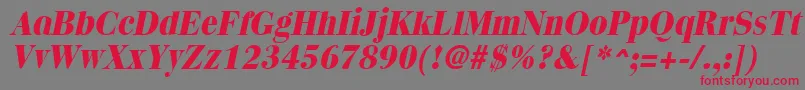 フォントQuantasextraboldItalic – 赤い文字の灰色の背景