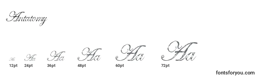 Antatomy Font Sizes