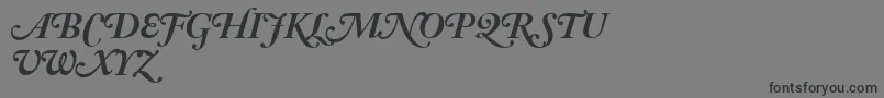 AdobeCaslonBoldItalicSwash Font – Black Fonts on Gray Background