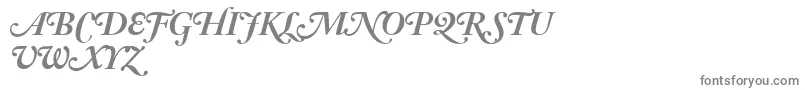 AdobeCaslonBoldItalicSwash Font – Gray Fonts