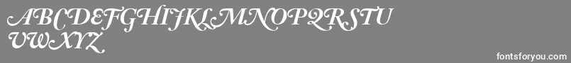 AdobeCaslonBoldItalicSwash Font – White Fonts on Gray Background