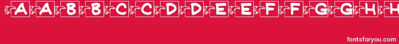FlashCardsJl Font – White Fonts on Red Background