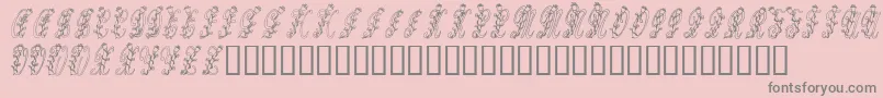 Tulips Font – Gray Fonts on Pink Background