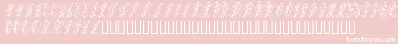Tulips Font – White Fonts on Pink Background