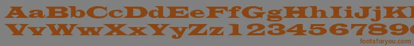 LatinWide Font – Brown Fonts on Gray Background