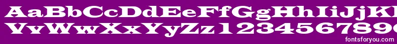 LatinWide Font – White Fonts on Purple Background