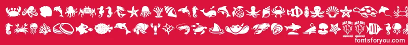 SeaLife Font – White Fonts on Red Background