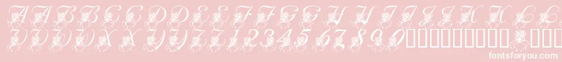 LmsKatysBouquet Font – White Fonts on Pink Background