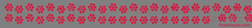 Catty Font – Red Fonts on Gray Background