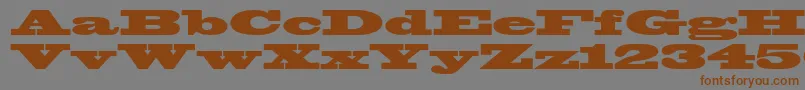 Czcionka Blackoakstd – brązowe czcionki na szarym tle