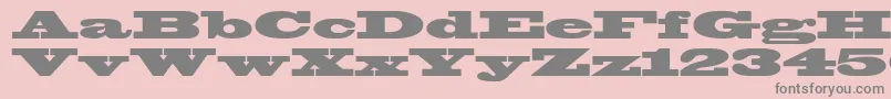 Blackoakstd Font – Gray Fonts on Pink Background