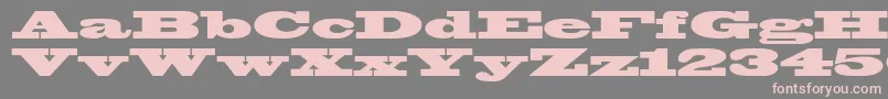 Blackoakstd Font – Pink Fonts on Gray Background