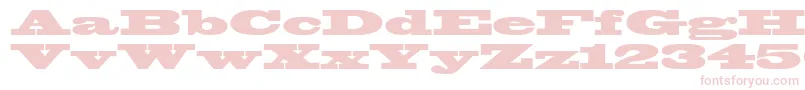 Blackoakstd Font – Pink Fonts on White Background