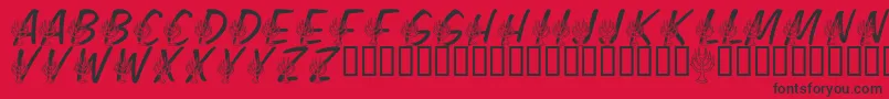 LmsFestivalOfLights Font – Black Fonts on Red Background