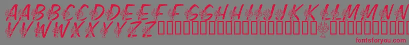 LmsFestivalOfLights Font – Red Fonts on Gray Background