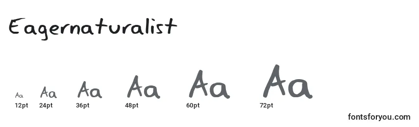 Размеры шрифта Eagernaturalist