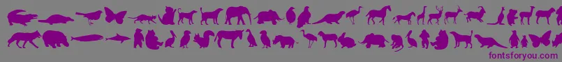 Шрифт Anim – фиолетовые шрифты на сером фоне