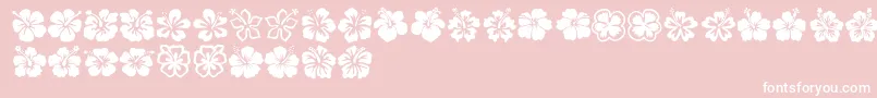 Hibiscus-Schriftart – Weiße Schriften auf rosa Hintergrund