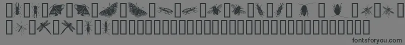 InsectsOne-Schriftart – Schwarze Schriften auf grauem Hintergrund