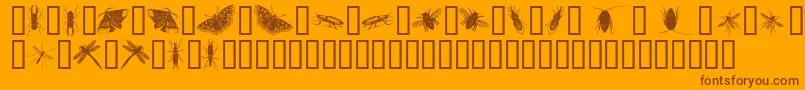InsectsOne-fontti – ruskeat fontit oranssilla taustalla
