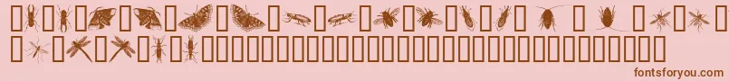 フォントInsectsOne – ピンクの背景に茶色のフォント