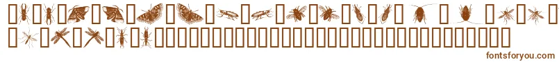 InsectsOne Font – Brown Fonts on White Background