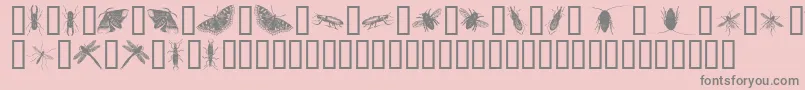 フォントInsectsOne – ピンクの背景に灰色の文字