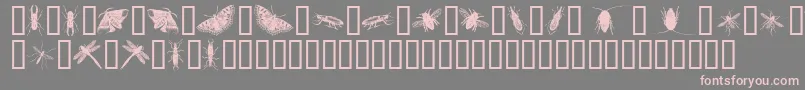 InsectsOne Font – Pink Fonts on Gray Background