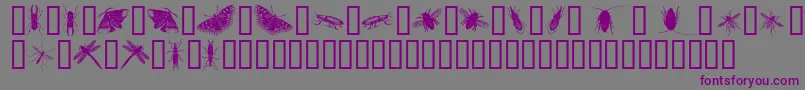 InsectsOne-fontti – violetit fontit harmaalla taustalla