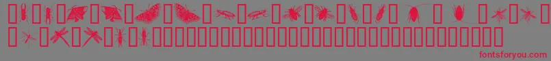 InsectsOne Font – Red Fonts on Gray Background