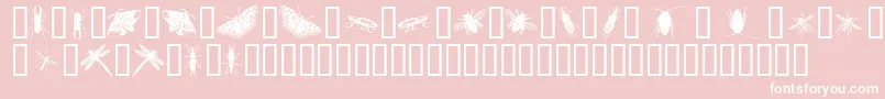 InsectsOne-Schriftart – Weiße Schriften auf rosa Hintergrund