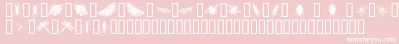 InsectsOne Font – White Fonts on Pink Background