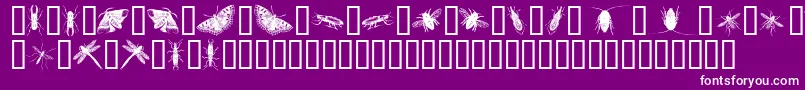 フォントInsectsOne – 紫の背景に白い文字