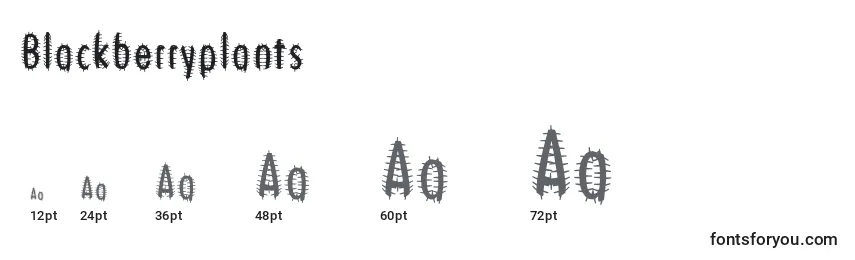 Размеры шрифта Blackberryplants