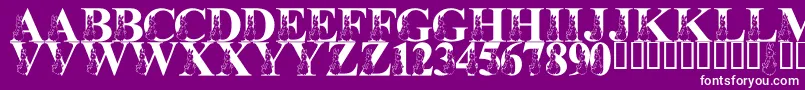 LmsMyFavoriteRabbit Font – White Fonts on Purple Background