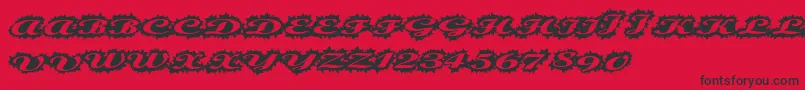 Stellerscript Font – Black Fonts on Red Background